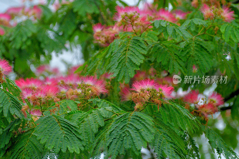 合欢/丝树花:蓬松，粉红色，粉扑花头